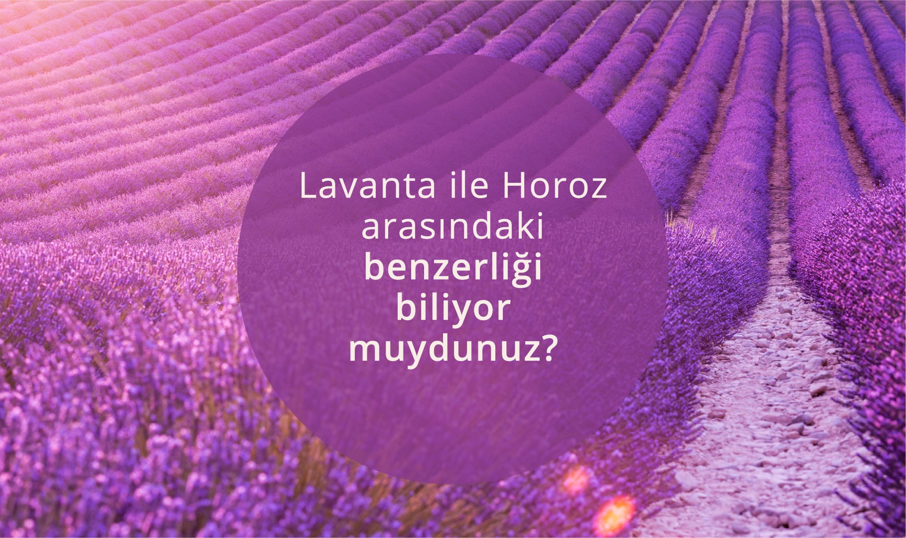 lavanta çiçeği